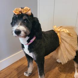 Ellie - Bernedoodle