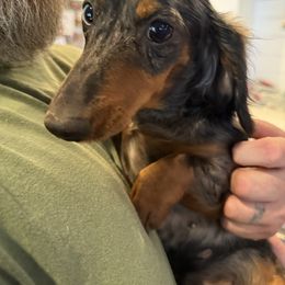 Edith - Dachshund