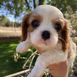 Cavalier King Charles Spaniel Puppies from HiCaliber Cavaliers