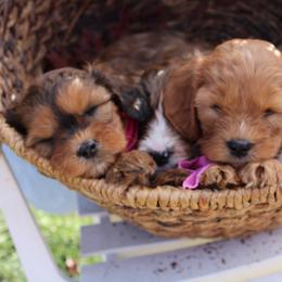 Bernedoodle, Bernese Mountain Dog, Cavapoo, Goldendoodle, and Poodle Puppies from Happy Valley Puppies