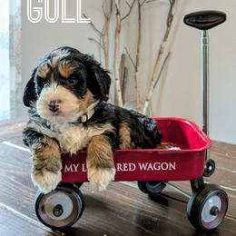 Gull - Tri-color male Bernedoodle puppy in Cambridge, Minnesota from Country Meadow Doodles