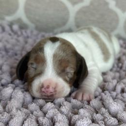 CKC Girl 4 - Dapple female Dachshund puppy in Joshua Tree, California from Desert Dreams Ranch