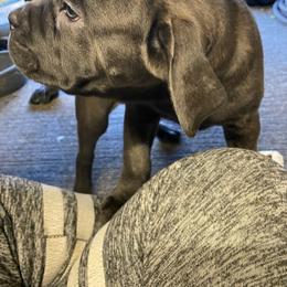 Girl 1 - Gray brindle female Cane Corso puppy in Clarksburg, West Virginia from West By God Virginia Cane Corso