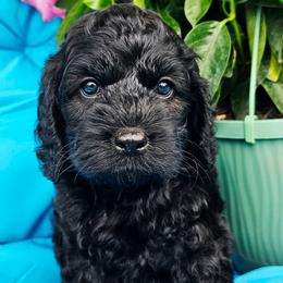 Athena - Black female Cockapoo puppy in Indiahoma, Oklahoma from Phamily Doodles