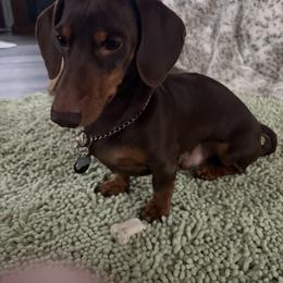 Dachshund puppies from Matthews Dachshunds