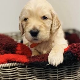 Goldendoodles from Kolle Goldendoodles