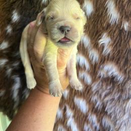 Blue collar - Golden male Golden Retriever puppy in Jesup, Georgia from Painted Platinum Retrievers (Painted Platinum Kennel) PPK