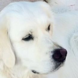 Shiloh - Golden Retriever