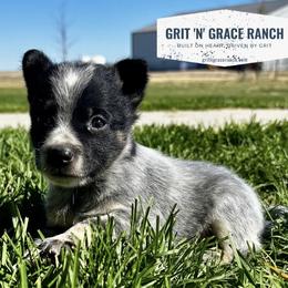 Athos - Blue mottled male Australian Cattle Dog puppy in Atwood, Kansas from Grit ‘n’ Grace Ranch