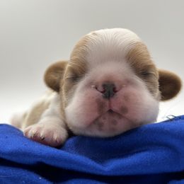 Enchanting Charlies Perfect Fit - Red and white female English Toy Spaniel puppy in Pennsylvania from Enchanting Charlies