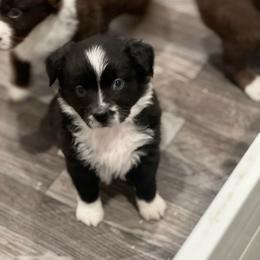 Snowflake - Black & white female Miniature Australian Shepherd puppy in Norco, California from River Springs Aussies