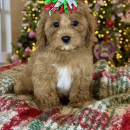 Cavapoo Puppies from Southern Love Cavapoos