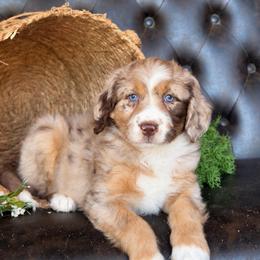 Clara- Has Videos - Red merle female Aussiedoodle puppy in Troy, South Carolina from Lana Corley- Australian Shepherds of 3/W Farms