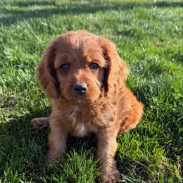 Clover - Red male Cavapoo puppy in Malad City, Idaho from FreckledCowgirlPuppies