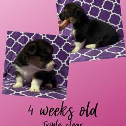 Peach - Black and tan female Pembroke Welsh Corgi puppy in Dickinson, Texas from Careaga Farms