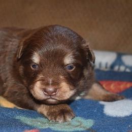 Callan - Red tri male Miniature Australian Shepherd puppy in Patterson, North Carolina from DreamLine Aussies