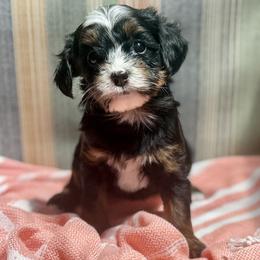 Cirie - Tri-color female Bernedoodle puppy in Gilbert, Arizona from Safe Havynn Doodles