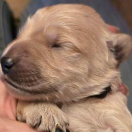 Georgie - Apricot male Goldendoodle puppy in Neillsville, Wisconsin from Granton Creek