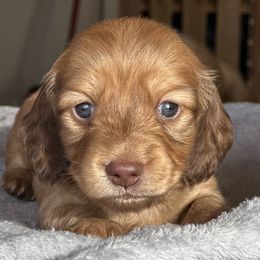 Girl 3 - Red Dachshund puppy in Red Bank, California from Ranch Hand Weenies