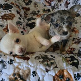 Taco - Merle male Chihuahua puppy in Amity, Pennsylvania from Baxters Chihuahuas