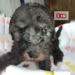 Bedlington Terrier Puppies from Dreamy Muse Bedlingtons