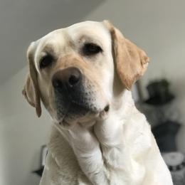 Labrador Retrievers from Ruby Mountain Labradors