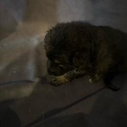 Blue - Black and tan male German Shepherd puppy in La Follette, Tennessee from Moore German Shepherds