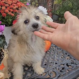 Ayla Long Star Angel - Brown female Chinese Crested puppy in Amarillo, Texas from Victoria's Chinese Cresteds Long Star Angels