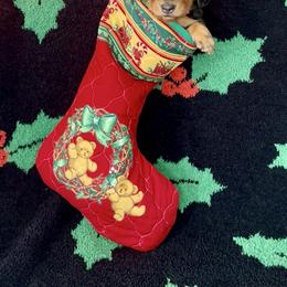 Dixie - Black and tan female Dachshund puppy in Poteau, Oklahoma from Sisters Dazzling Dachshunds