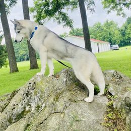 Alice - Siberian Husky