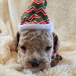 Lucy - Apricot female Cavapoo puppy in Casa Grande, Arizona from Curls and Camo Pups