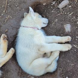 Boy 6 - Gray and white Siberian Husky puppy in Sun Valley, Nevada from Arcticgrace Siberians