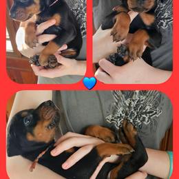 Red - Black and rust male Doberman Pinscher puppy in Michie, Tennessee from JSG Dobermanns