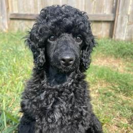 AKC Raven - Yellow - Black female Poodle puppy in Baytown, Texas from Charlotte & Co. Miniature Poodles