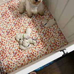 West Highland White Terrier Puppies from NYWesties