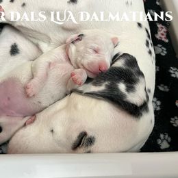 Dalmatian Puppies from Rainier DALS LUA Dalmatians of Washington