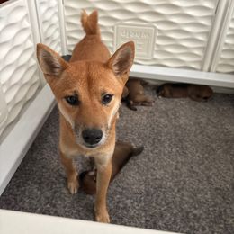 Oni - Shiba Inu