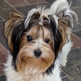 Biewer Terriers and Cavalier King Charles Spaniels from Melt My Heart Cavaliers and Behold! Biewers Terriers
