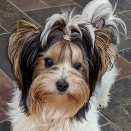 Biewer Terriers and Cavalier King Charles Spaniels from Melt My Heart Cavaliers and Behold! Biewers Terriers