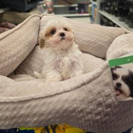 Jimin - Apricot female Maltipoo puppy in Washington from Mt.BakerPoodles&Doodles