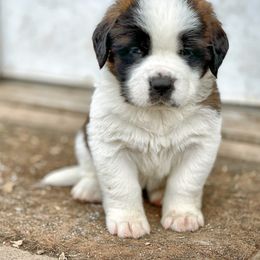 Saint Bernard Puppies from Northwoods Saint Bernards