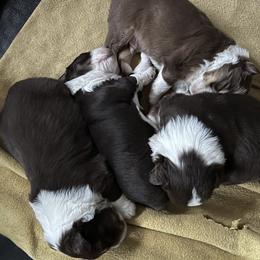 Australian Shepherd puppies from True Blue Friends