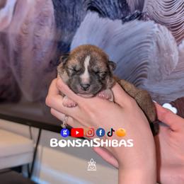 KIMI - Red female Shiba Inu puppy in Minnesota from BonsaiShibas