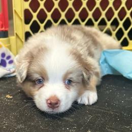 Sprout - Red merle male Australian Shepherd puppy in Williston, Florida from Over The Rainbow Aussies