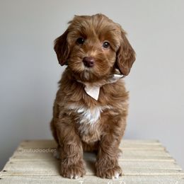 Toto - Caramel female Australian Labradoodle puppy in Belding, Michigan from Rutu Australian Labradoodles