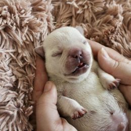 French Bulldog Puppies from The three little frenchies