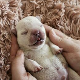French Bulldog Puppies from The three little frenchies