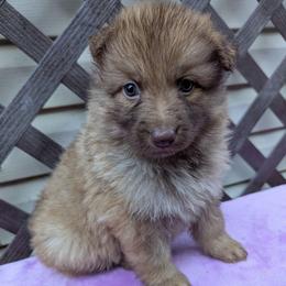 Wölfin - Liver female German Shepherd puppy in Olean, New York from F&B Kennels