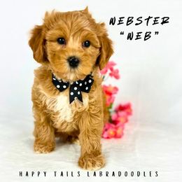 Webster - Apricot male Australian Labradoodle puppy in Raleigh, North Carolina from Happy Tails Labradoodles