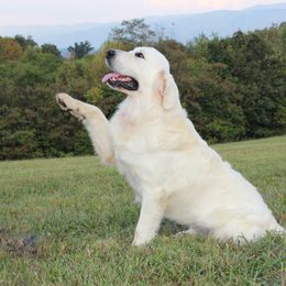 Golden Retriever All Grown Up from Majestic Mountain Goldens